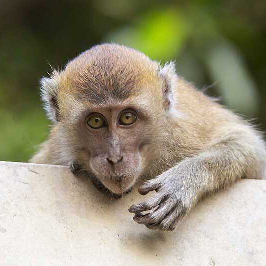 Long-tailed-macaques